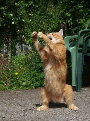 Так танцуют кошки, когда их никто не видит | Dancing cat, Cat pics, Cats