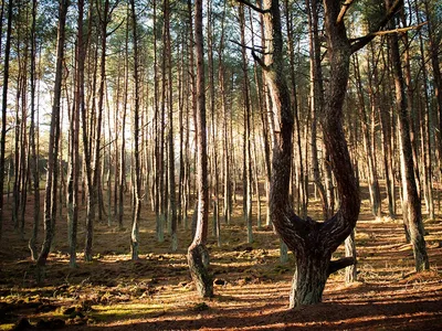 Танцующий лес на Куршской косе в Калининграде💥: танцующие деревья, лес,  интересные места, удивительные факты — Tripster.ru