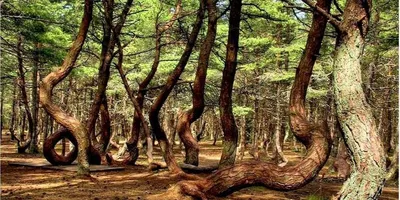 Танцующий лес” | Природа,путешествия и интересные места. | Дзен