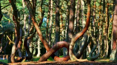 Танцующий лес фото фото