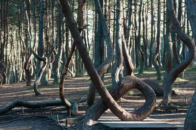 Танцующий лес - 72 фото