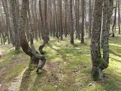 Танцующий лес | Изогнутые \"танцующие\" сосны на Куршской косе… | Flickr