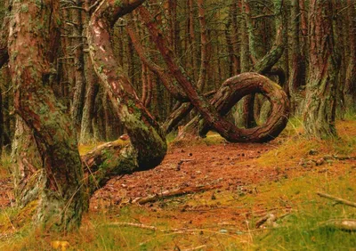 Куршская коса национального парка. Танцующий лес. Изогнутые деревья.  Стоковое Изображение - изображение насчитывающей национально, зона:  170269205
