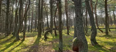 На Куршской косе раскрыли самую жуткую тайну Танцующего леса