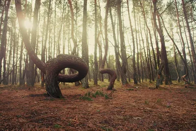 Танцующий лес в Калининградской области — фото, описание на GoRu