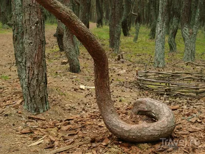 Фото: Танцующий лес, природа, Калининградская область, Зеленоградский  городской округ, Куршская коса — Яндекс Карты