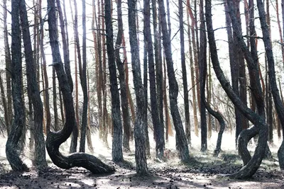 Танцующий лес » Калининградский гость