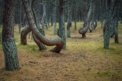 Танцующий лес. Куршская коса. Фотограф T. Bondarenko