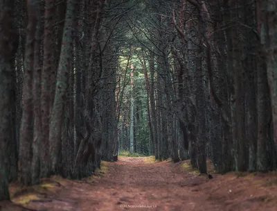 Танцующий лес на Куршской косе / Travel.ru / Чудеса света