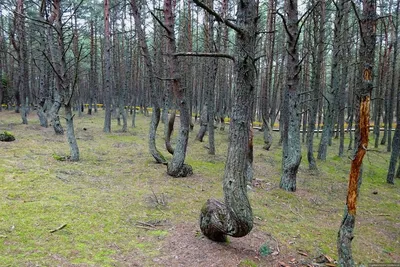 Танцующий лес на Куршской косе. Как добраться, фото, причины, карта, видео,  легенда, отели - Туристер.Ру