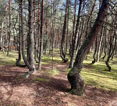 Танцующий лес» на Куршской косе закрыли до 2022 года — РБК