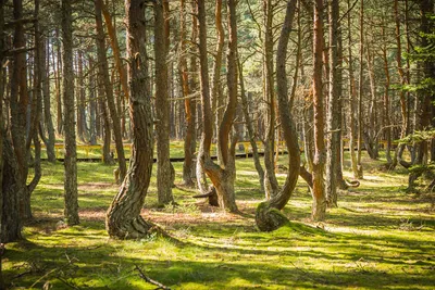 Фото Куршской косы в Калининградской области: высота Мюллера, танцующий лес,  дюны Эфа