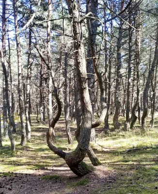Танцующий лес на Куршской косе погибает из-за туристов - KP.RU
