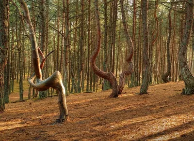Танцующий лес на Куршской косе: мистика и красота -