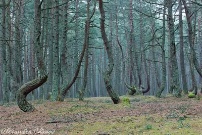 танцующий\" лес на Куршской косе... :: galalog galalog – Социальная сеть  ФотоКто