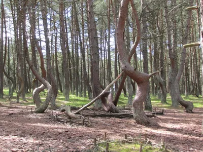 Танцующий лес на Куршской косе: мистика и красота -