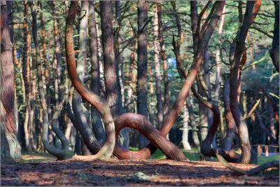 Танцующий лес в калининграде фото фото