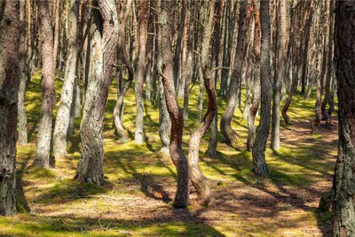Танцующий лес на Куршской косе. Как добраться, фото, причины, карта, видео,  легенда, отели - Туристер.Ру