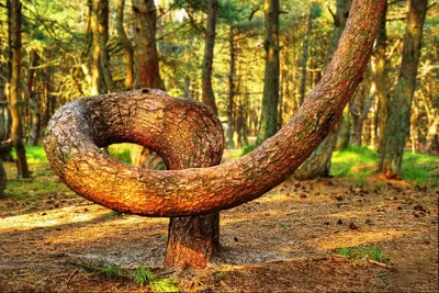 Танцующий лес на Куршской косе временно доступен только для малых  туристических групп — Вести-Калининград
