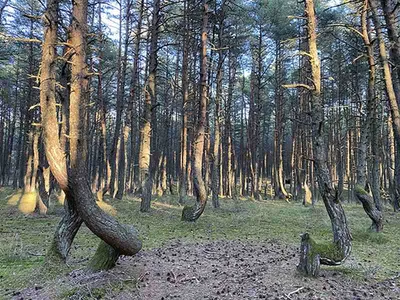 Танцующий лес. Куршская коса, Калининградская область - «Танцующий лес -  стоит ли ехать? Однозначно да, но особых надежд не возлагайте. Раскрученная  \"достопримечательность\" для привлечения туристов.» | отзывы