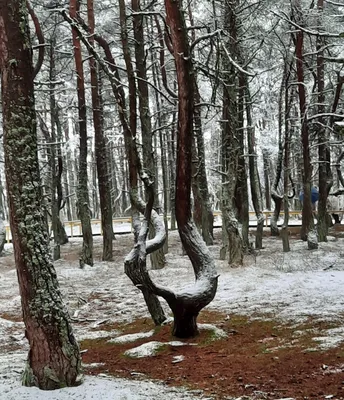 File:Калининград. Танцующий лес.JPG - Wikimedia Commons