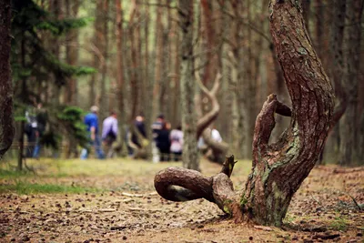 Танцующий лес в Калининграде» — создано в Шедевруме