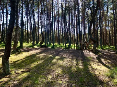 Танцующий лес » Калининградский гость