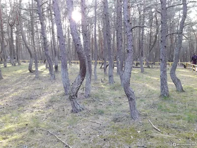 Танцующий лес в Калининградской области — фото, описание на GoRu