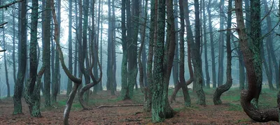 Танцующий лес (Куршская коса)