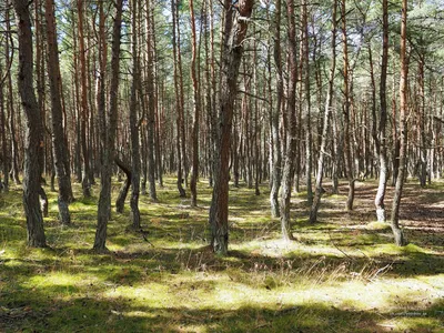 Танцующий лес: координаты и фото, что посмотреть и где находится Танцующий  лес