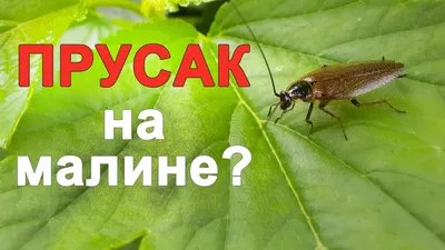 Умеют ли тараканы летать?