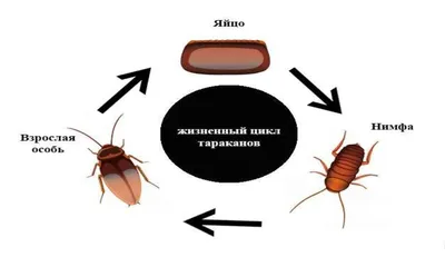 ➀ Какашки тараканов: как выглядят фекалии, какого размера помёт, как от них  избавиться и как вывести тараканов в домашних условиях