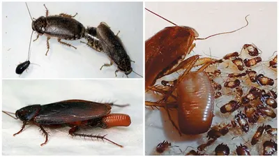 Как размножаются тараканы - Экология России