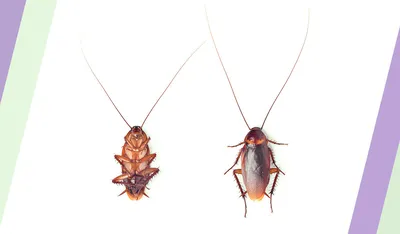 Личный таракан изумрудной осы | Пикабу