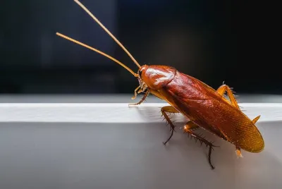 Кто опаснее для дома самка или самец таракана? | ЭКОДЕЗКОНТРОЛЬ | Дзен