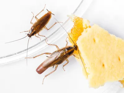 Почему под бумажными и виниловыми обоями заводятся тараканы, а под  стеклообоями - нет | Компания «Alaxar»