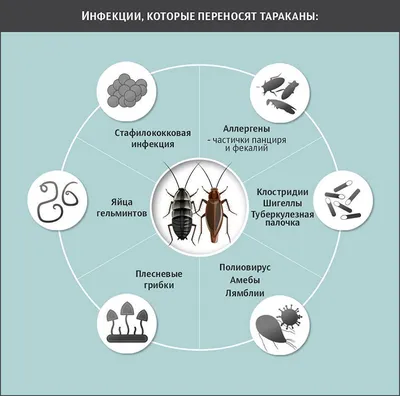 Как избавиться от тараканов в квартире в домашних условиях: быстро и  эффективно