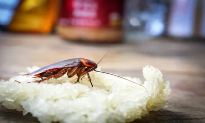 Как выглядят яйца и личинки тараканов, как уничтожить и сколько откладывают