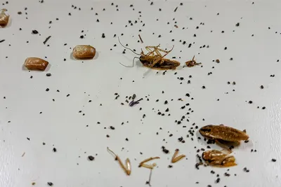 Как избавиться от тараканов навсегда - подборка эффективных средств от  компании «Санита»