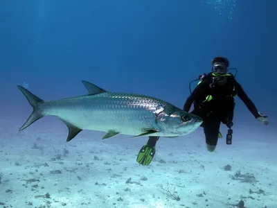 Генеративный ии индо-тихоокеанский тарпон рыба megalops cyprinoides tarpon  indo pacific или megalops cyp | Премиум Фото