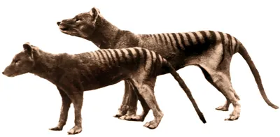 Tasmanian tiger RNA is first to be recovered from an extinct species | CNN