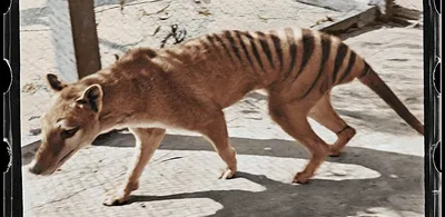 Secrets from beyond extinction: the Tasmanian tiger - Museums Victoria