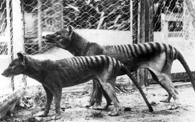 Is The Tasmanian Tiger Still Alive? Some Researchers Think So | Lethbridge  News Now