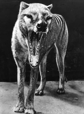 Long-Lost Remains of the Last Tasmanian Tiger Have Been Found in an  Australian Museum's Cupboard