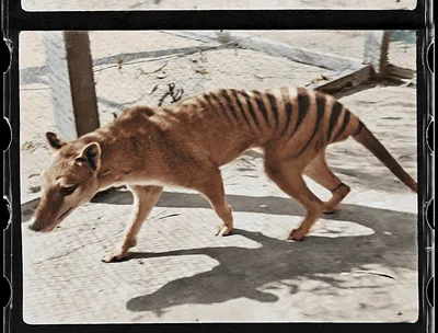 10 Facts About the Tasmanian Tiger