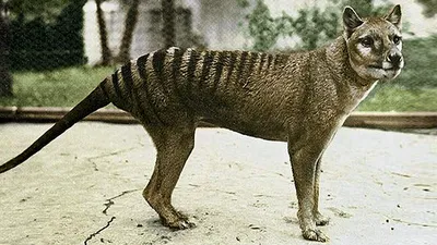 Remembering the Tasmanian Tiger, 80 Years After It Became Extinct | Smart  News| Smithsonian Magazine