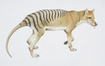 Вымершего тасманского тигра раскрасили и оживили в цветном фильме