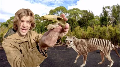 Extinct Tasmanian tiger brought to life in colour footage