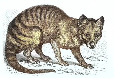 PHALU Tasmanian Tiger Thylacine - ANiMOZ - Fight for Survival