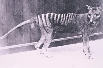 Remains of last Tasmanian tiger unearthed after being lost for 85 years -  National | Globalnews.ca